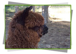 Alpaca