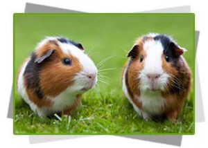 GuineaPigs