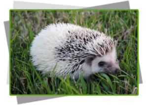 Hedgehog