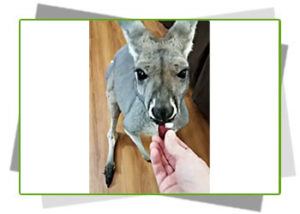 baby_kangaroo