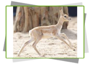 blackbuck