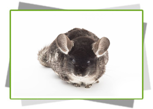 chinchilla