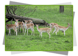 fallowdeer -Houston petting zoo