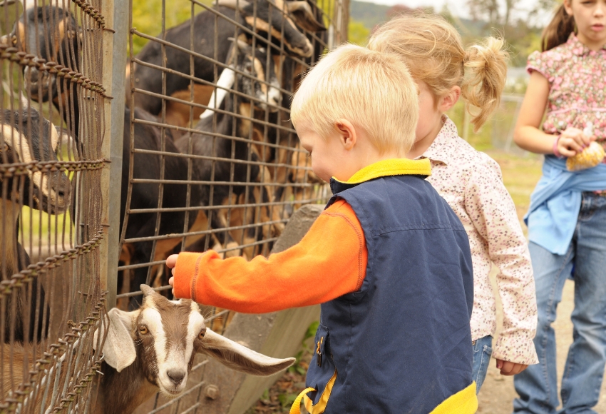 Exotic Petting Zoo Houston