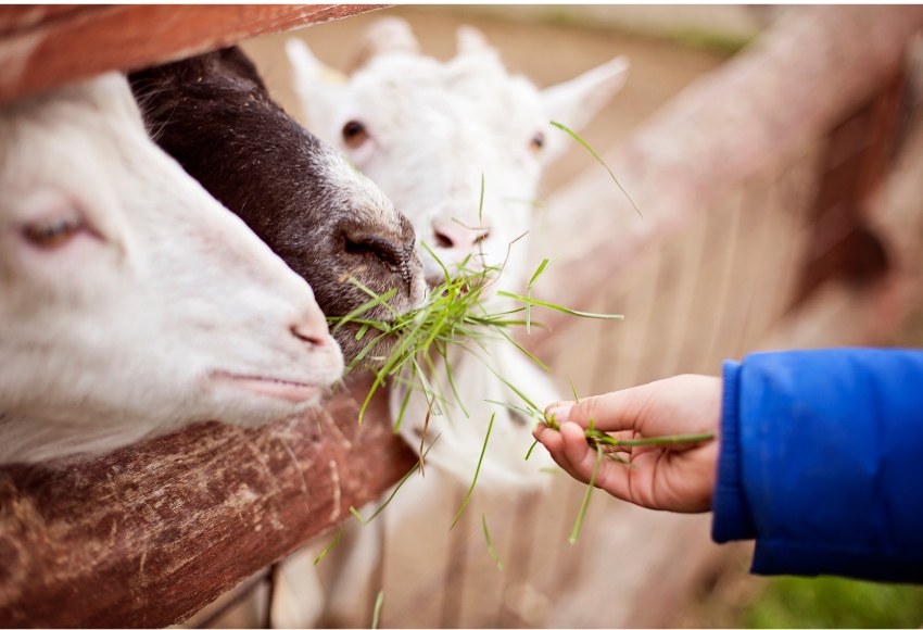 Houston Petting Zoo