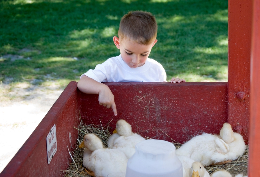 Houston Petting Zoo Place