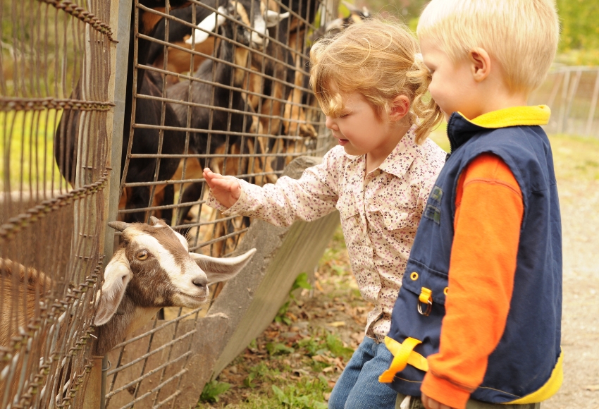 Houston Petting Zoo for Child