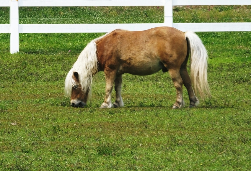 Miniature Horses