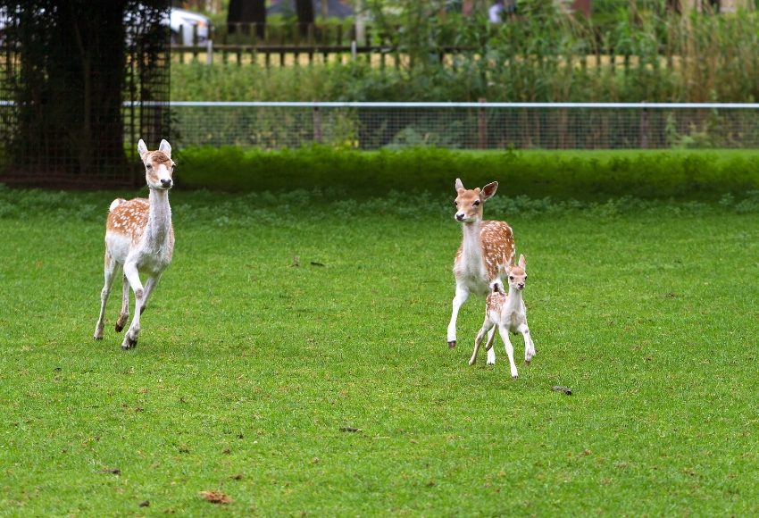 Petting Zoo Houston