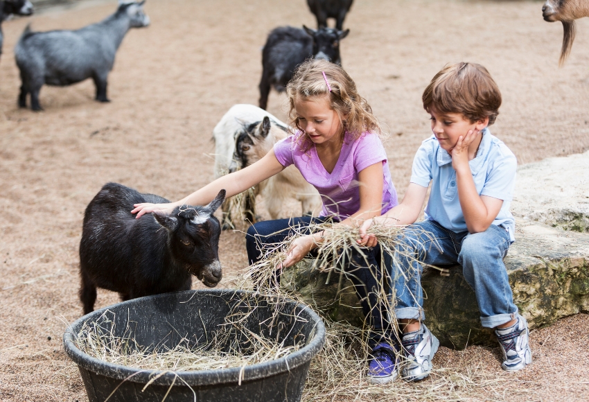 Petting Zoo for Birthday