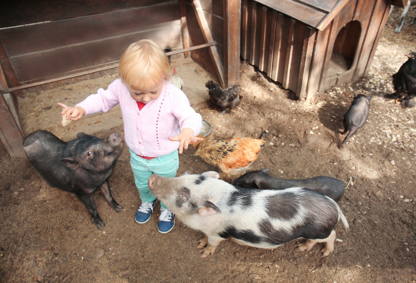 Best Petting Zoo-Houston