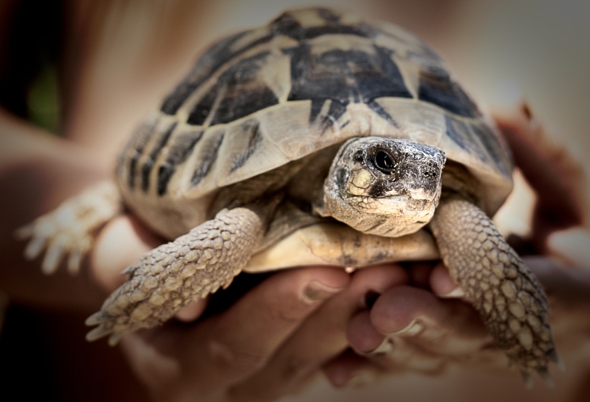 Tortoises